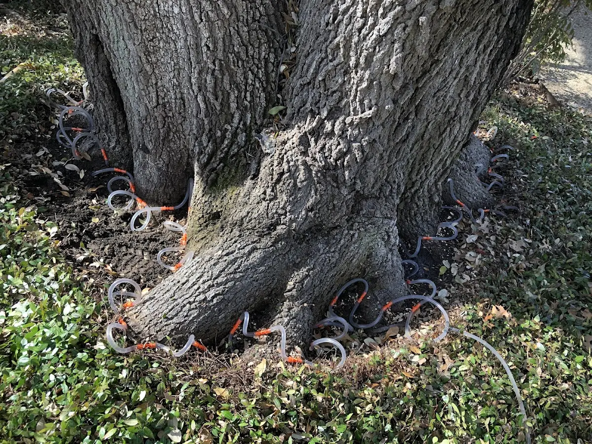 Detailed Tree Cabling and Bracing job site in Esmond