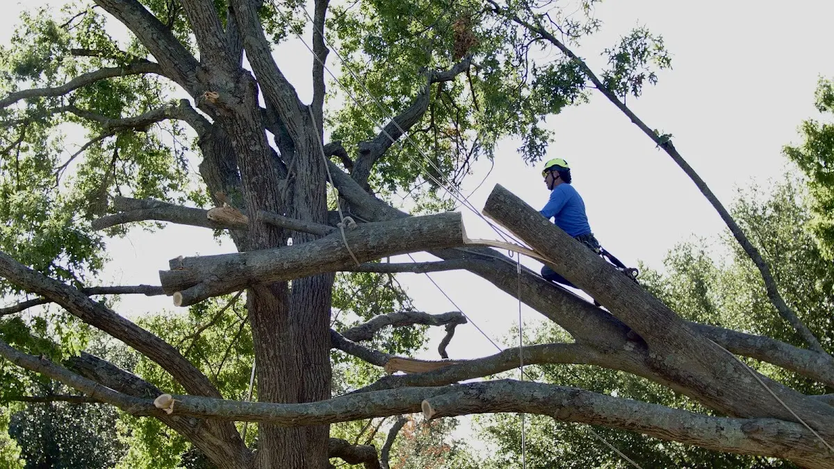 Professional Crown Thinning performed by certified arborists in Esmond